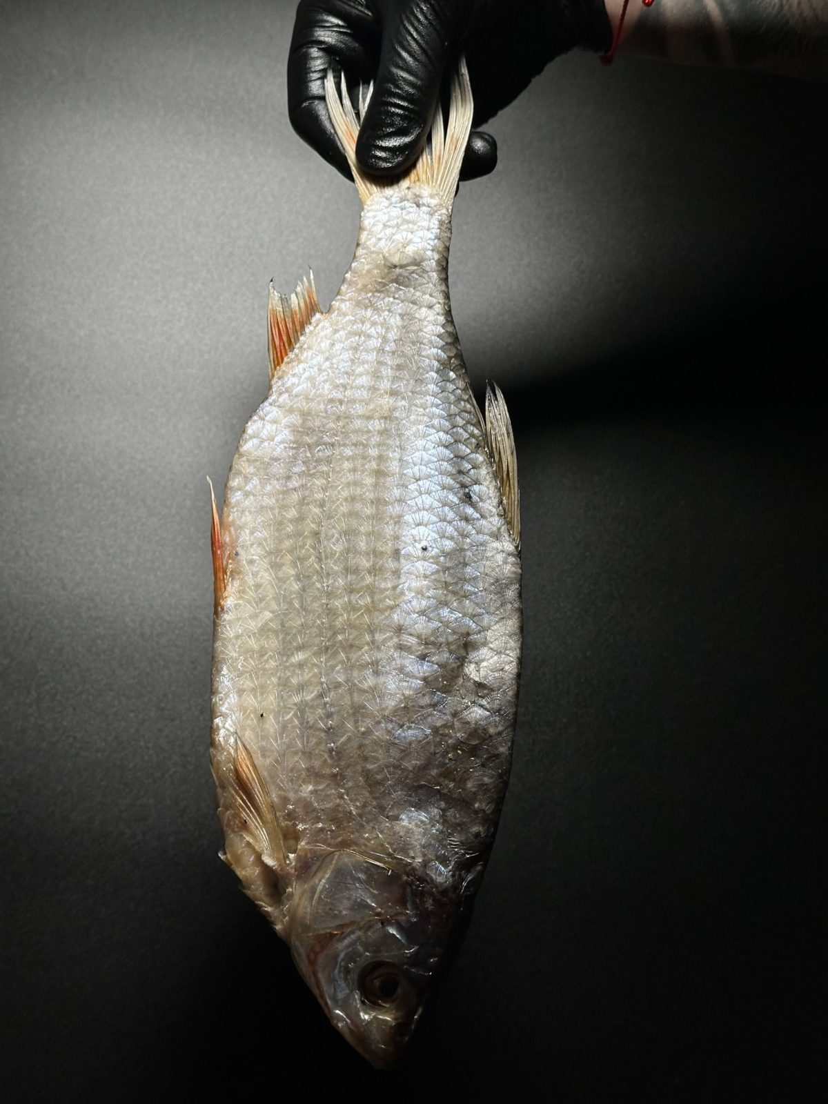 Dried roach with caviar 80/20 - Image 2