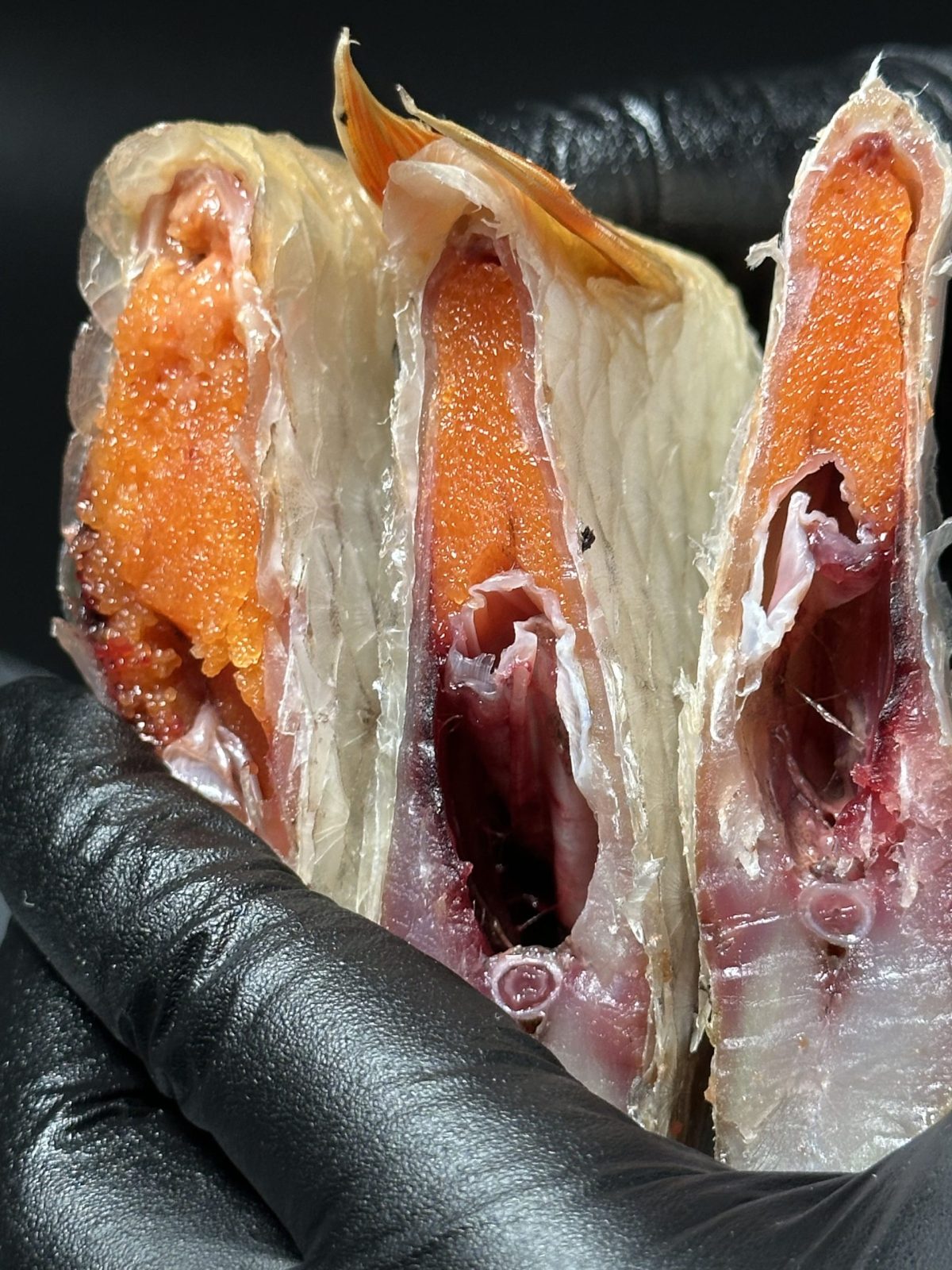 Dried roach with caviar 80/20 - Image 3